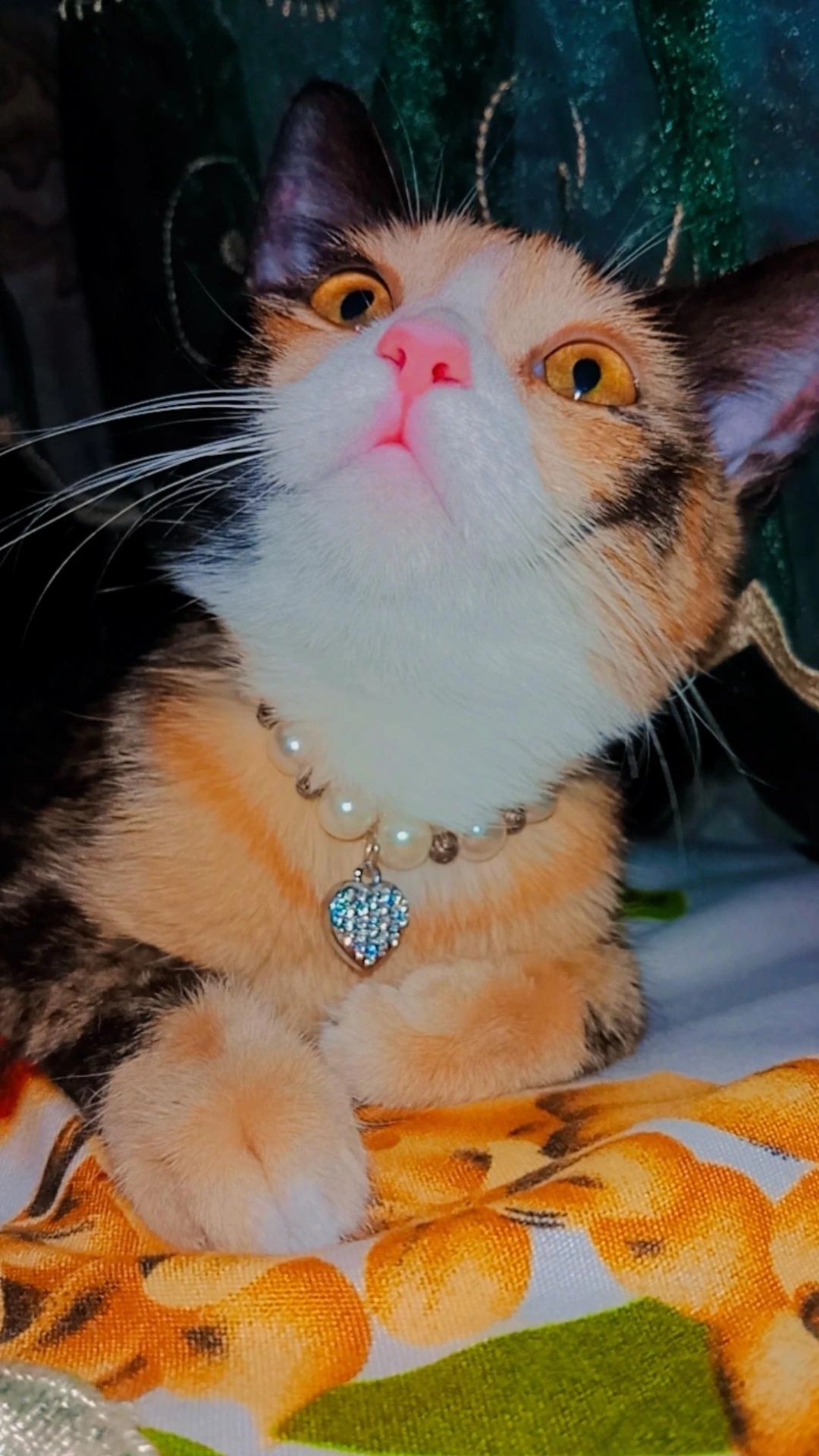 Хэппи ищет дом. Котёнок