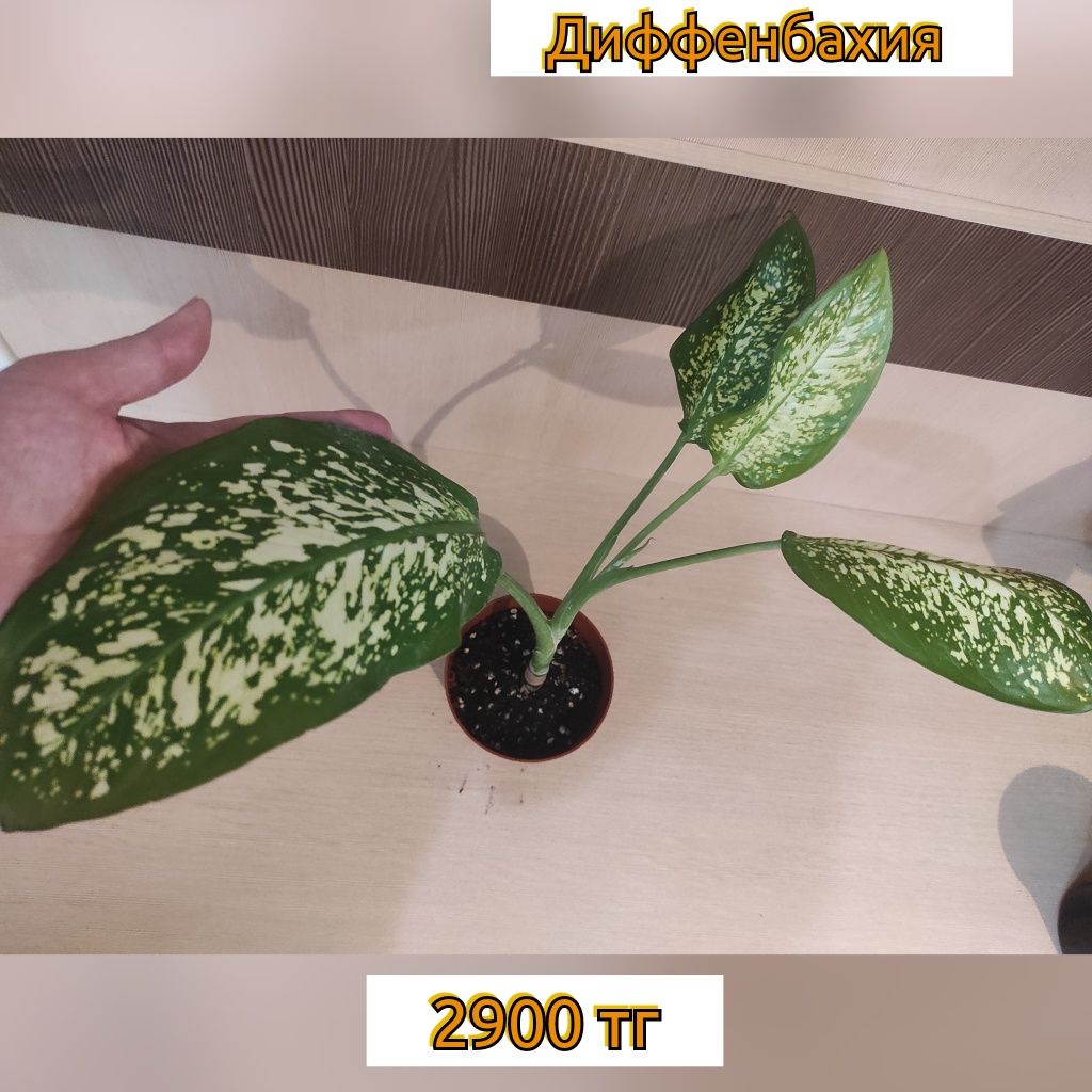 Комнатные растения цветы