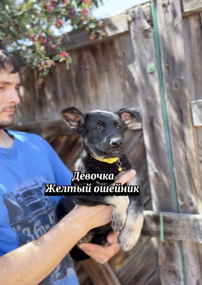 Щенки ВЕО с документами скк из питомника