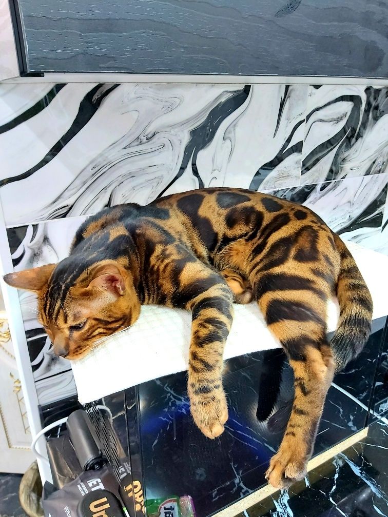 Продаю БЕНГАЛЬСКИХ котят