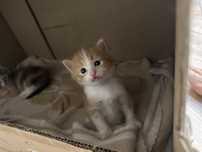 Котята бесплатно срочно