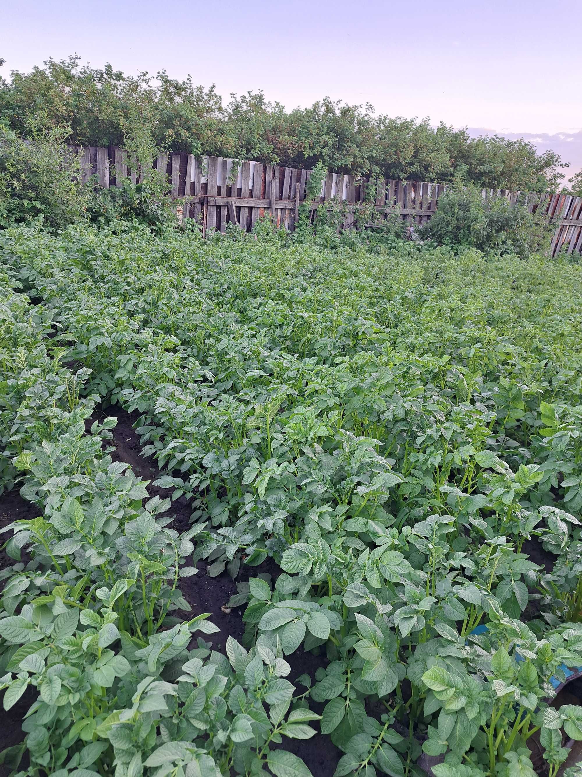 Продажа дачи в обществе Ромашка