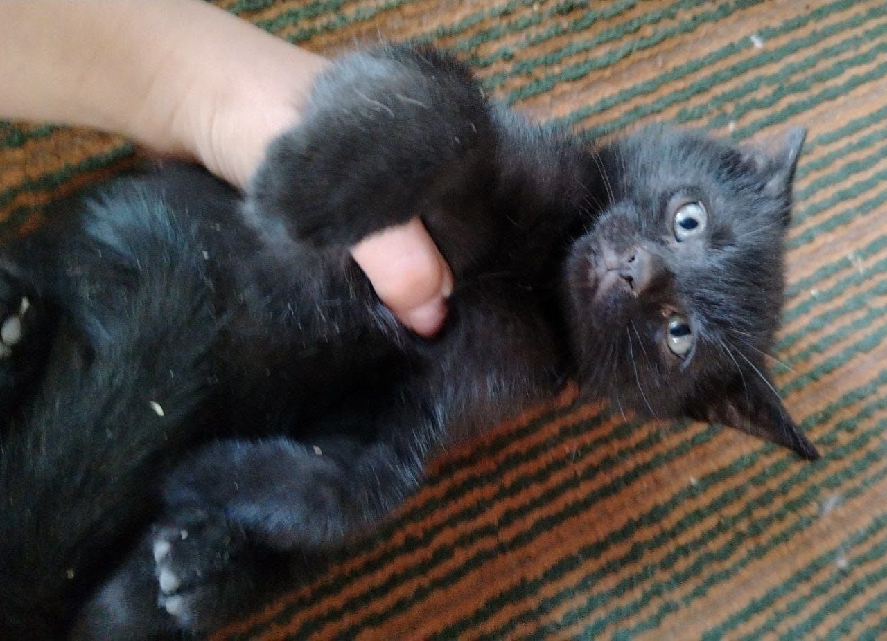 Отдам котят в хорошие руки,