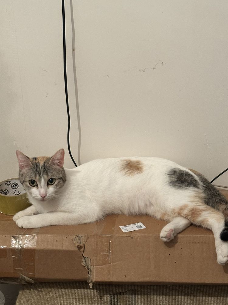 Срочно кошка ищет дом