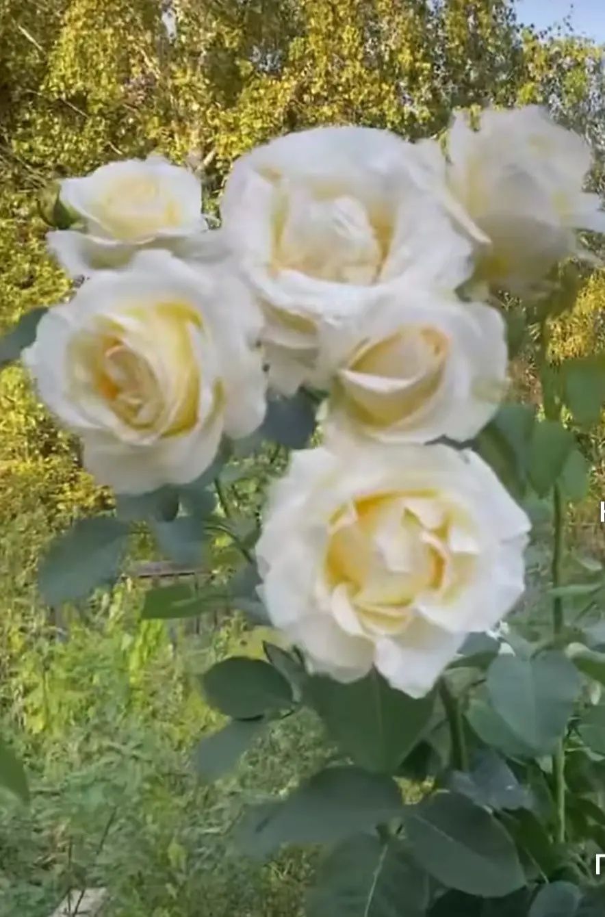 Роза кошеттербар