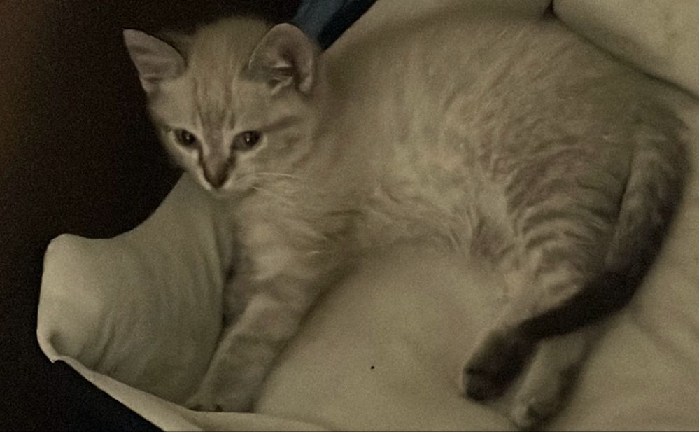 Отдам котенка мальчик