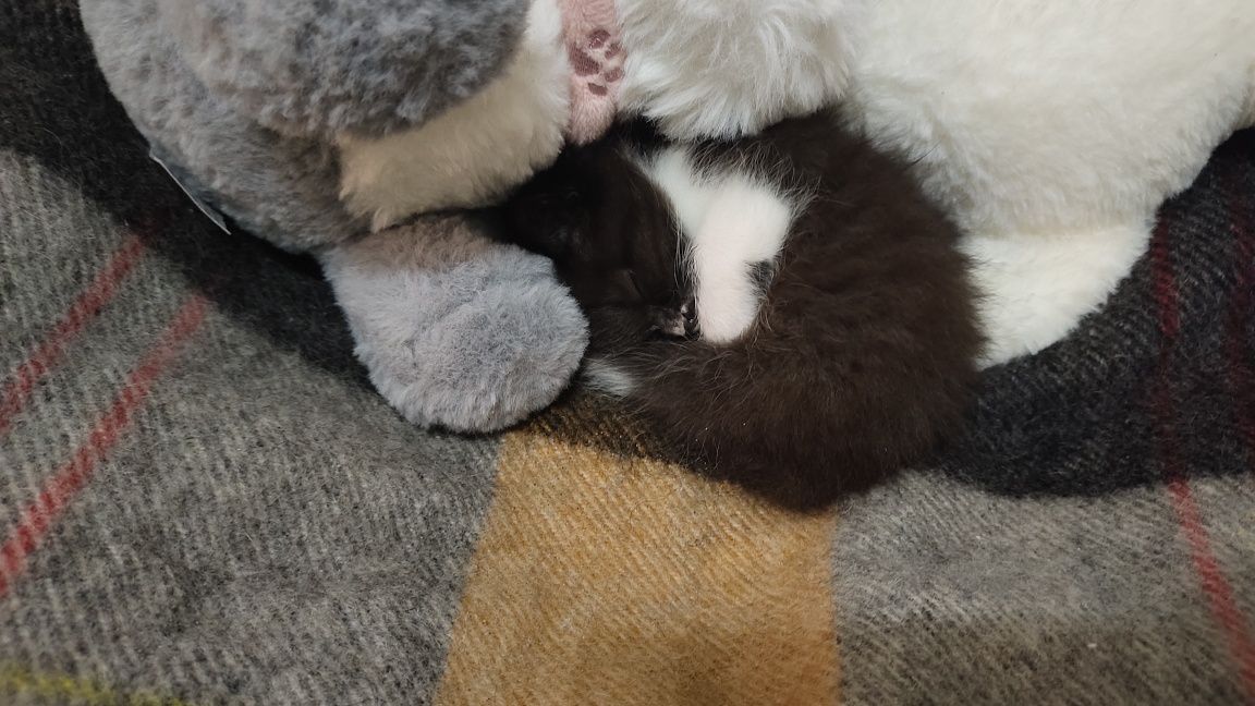 Котенок ищет хозяев