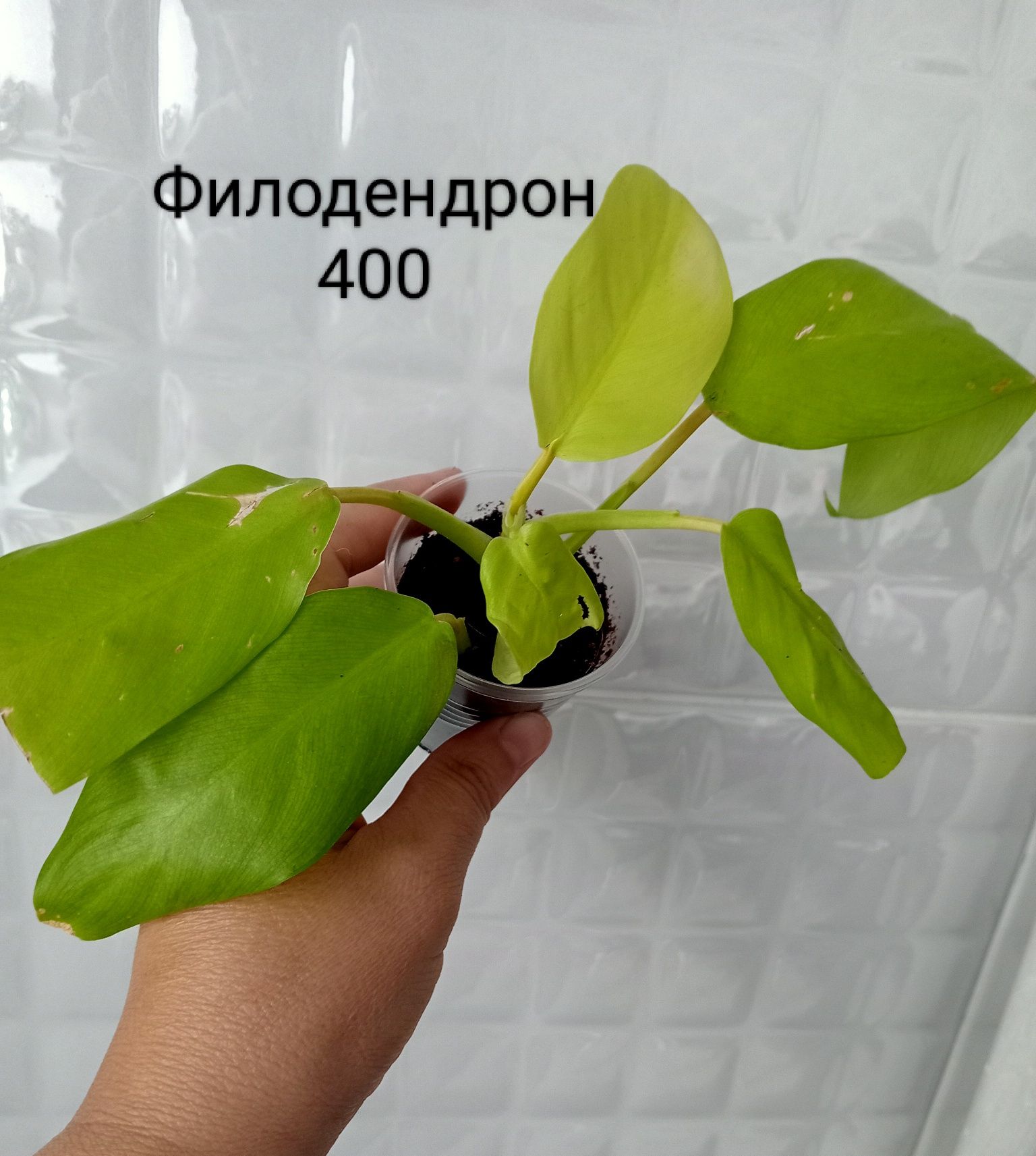 Диффенбахия, Цикас