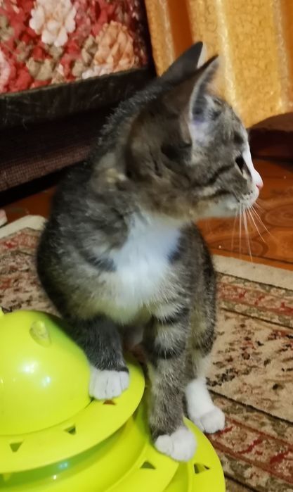 Кошечка  котенок  в добрые руки