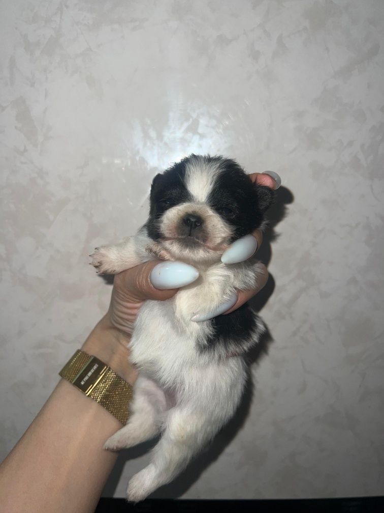 Померанский Шпиц