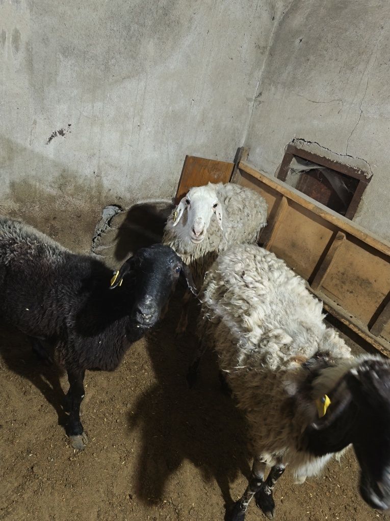 Продам домашних баранух