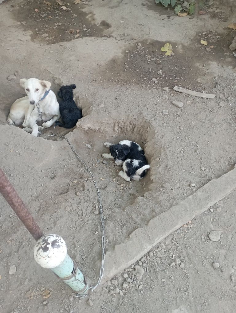 Щенки в добрые руки
