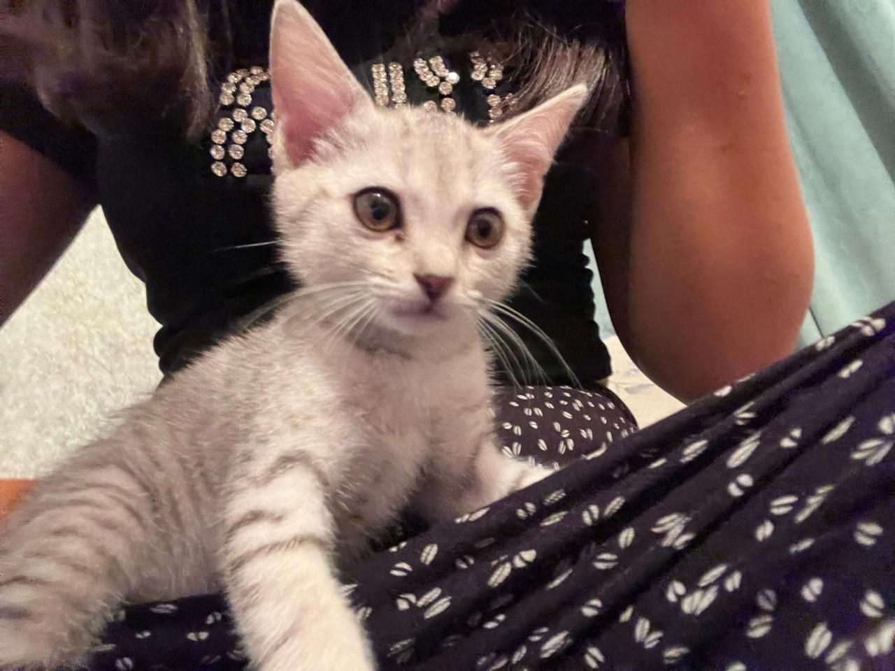 Бесплатно котенок