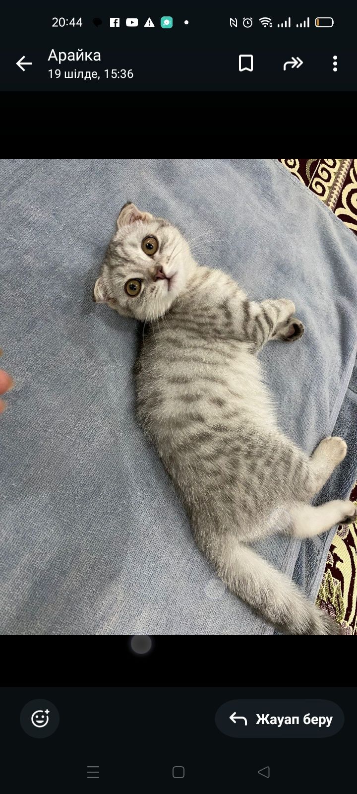 Кошка, породисты.