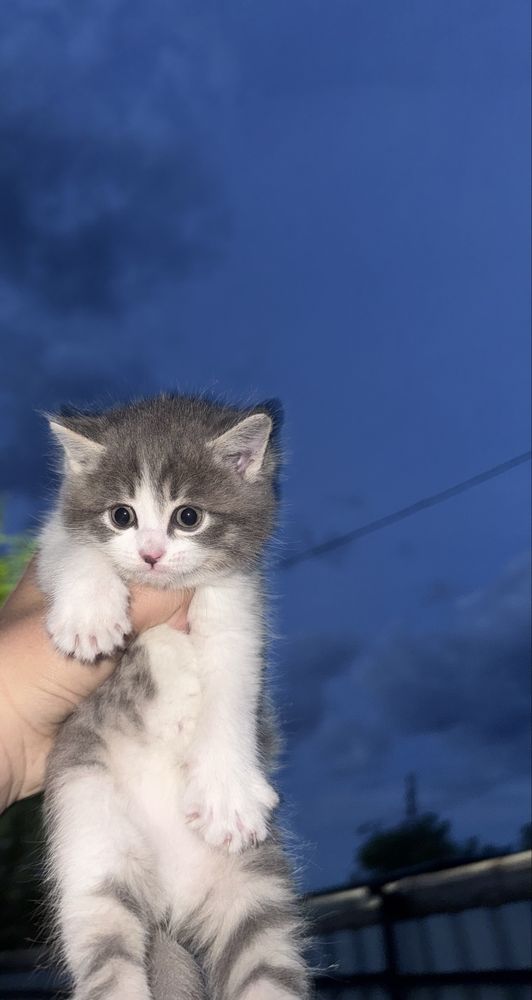 Продам породистых котят