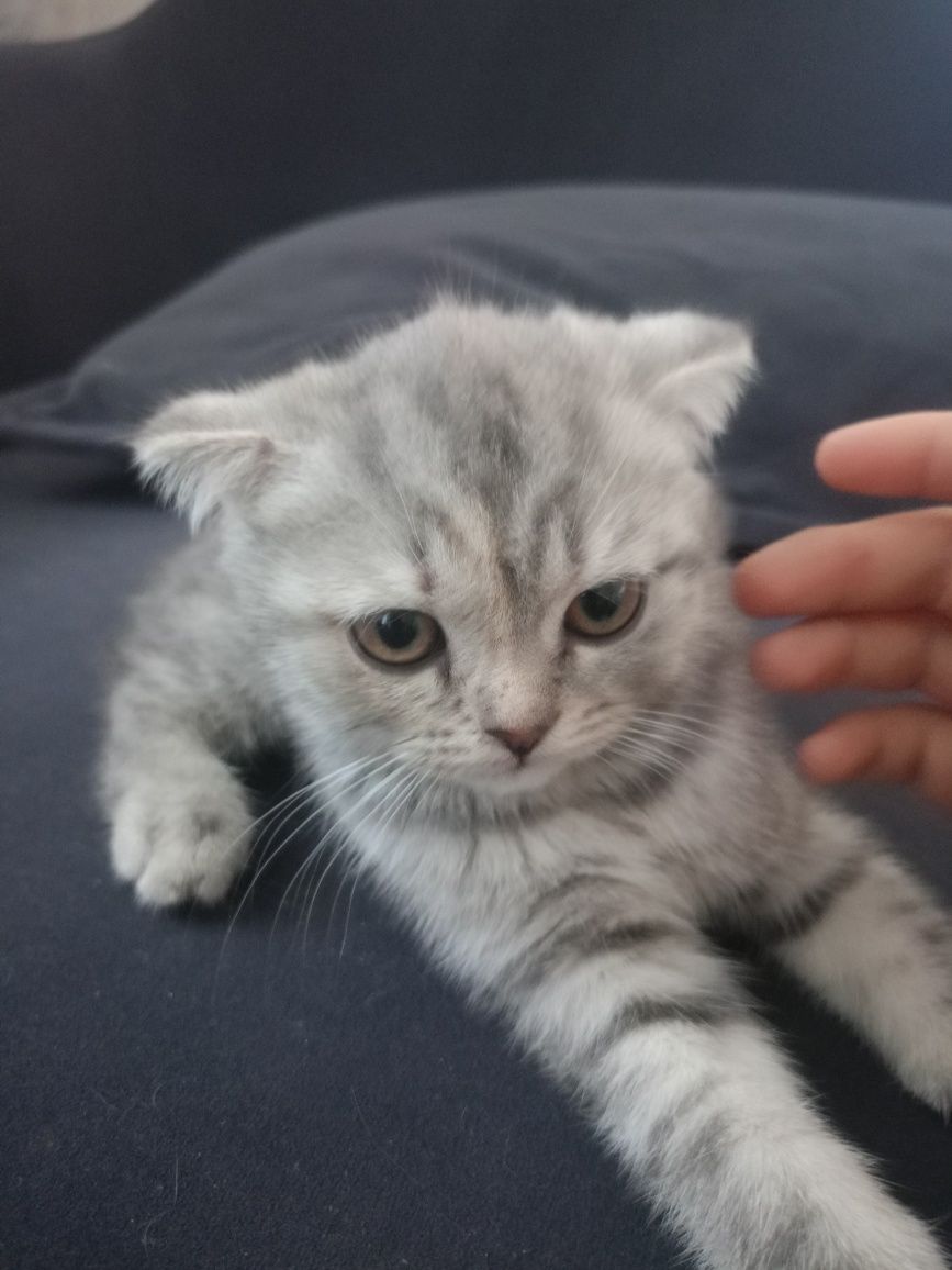Котята вислоухие