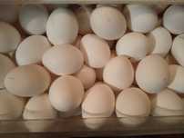 Продам домашние яйца вкусные десяток 650