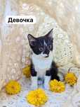 Кошечка 2.5 месяца к лотку приучена.