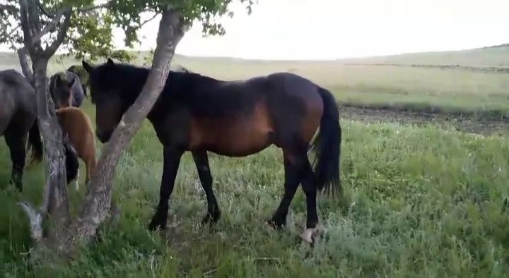 Үйір қазақы жылқы сатам немесе айырбастайм