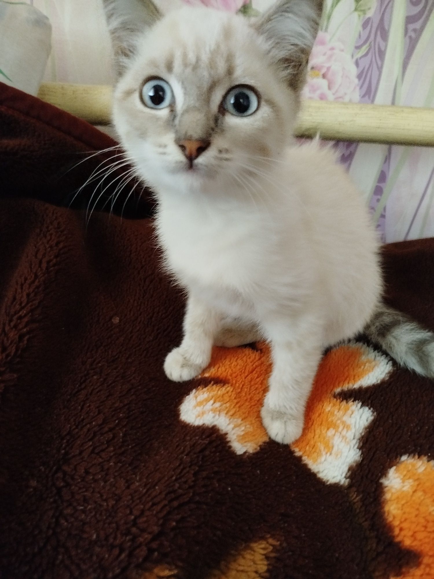Отдам котят в добрые руки