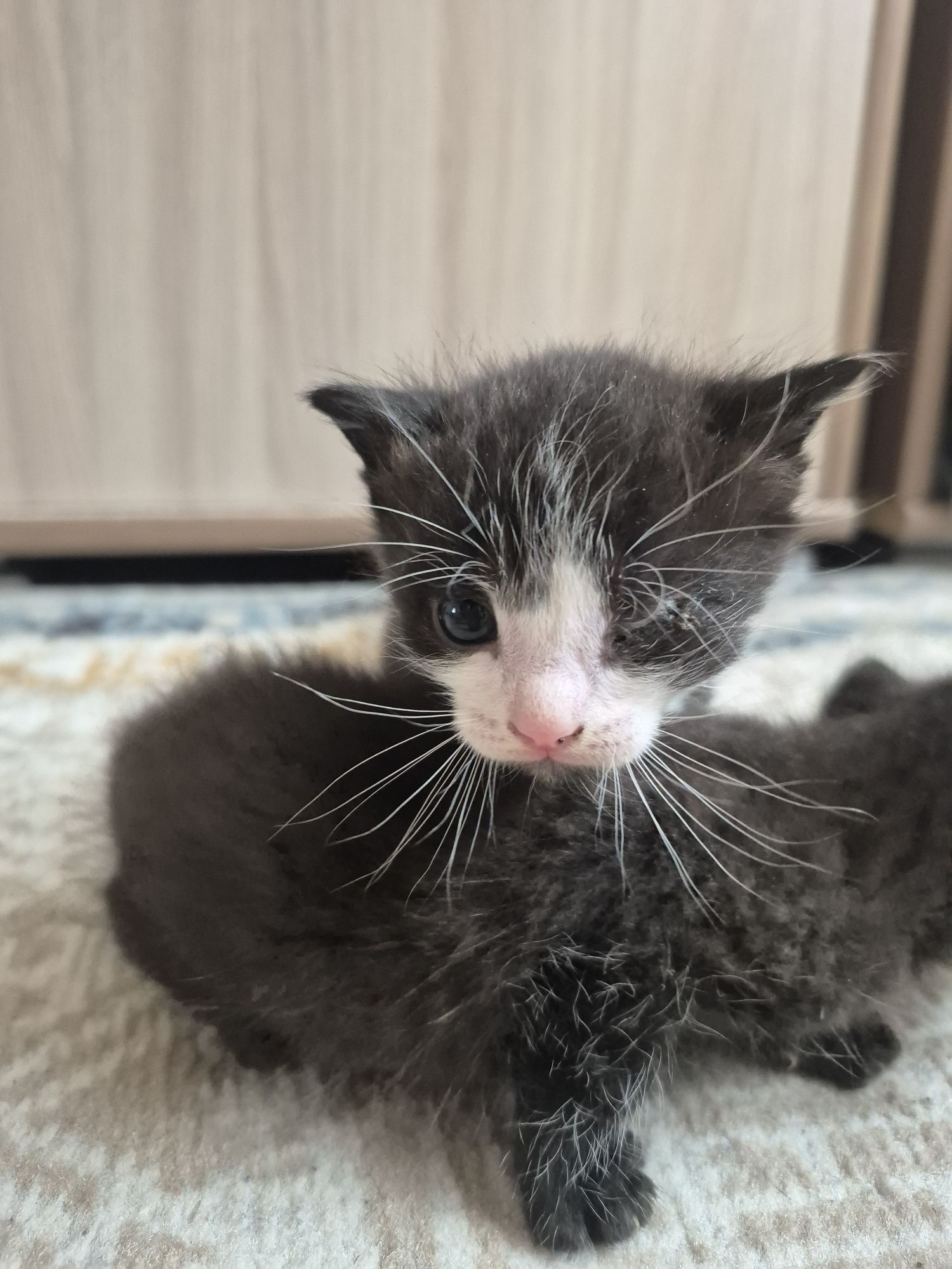 Отдадим котят в добрые руки
