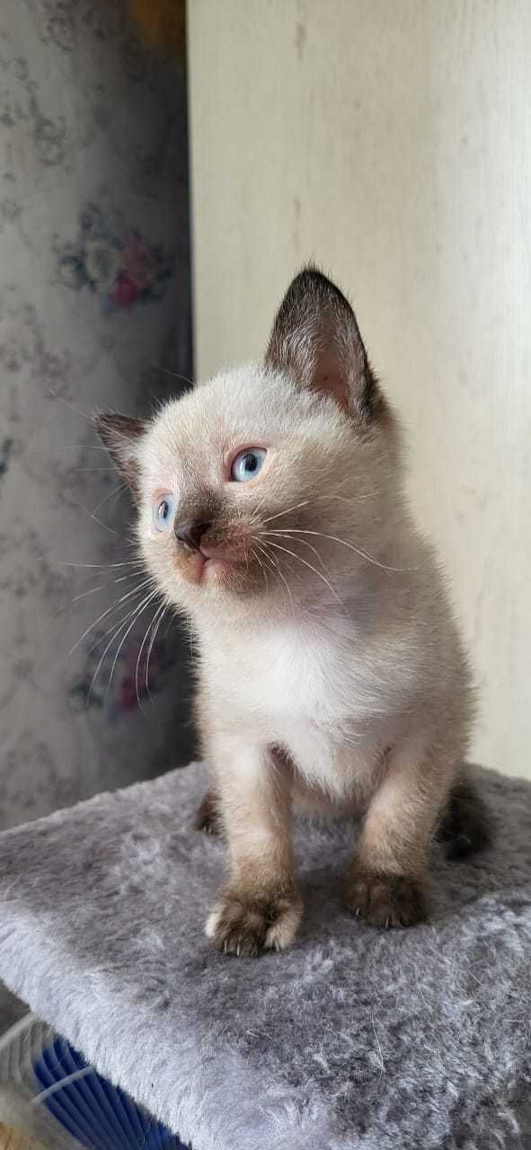Котенок ищет дом.