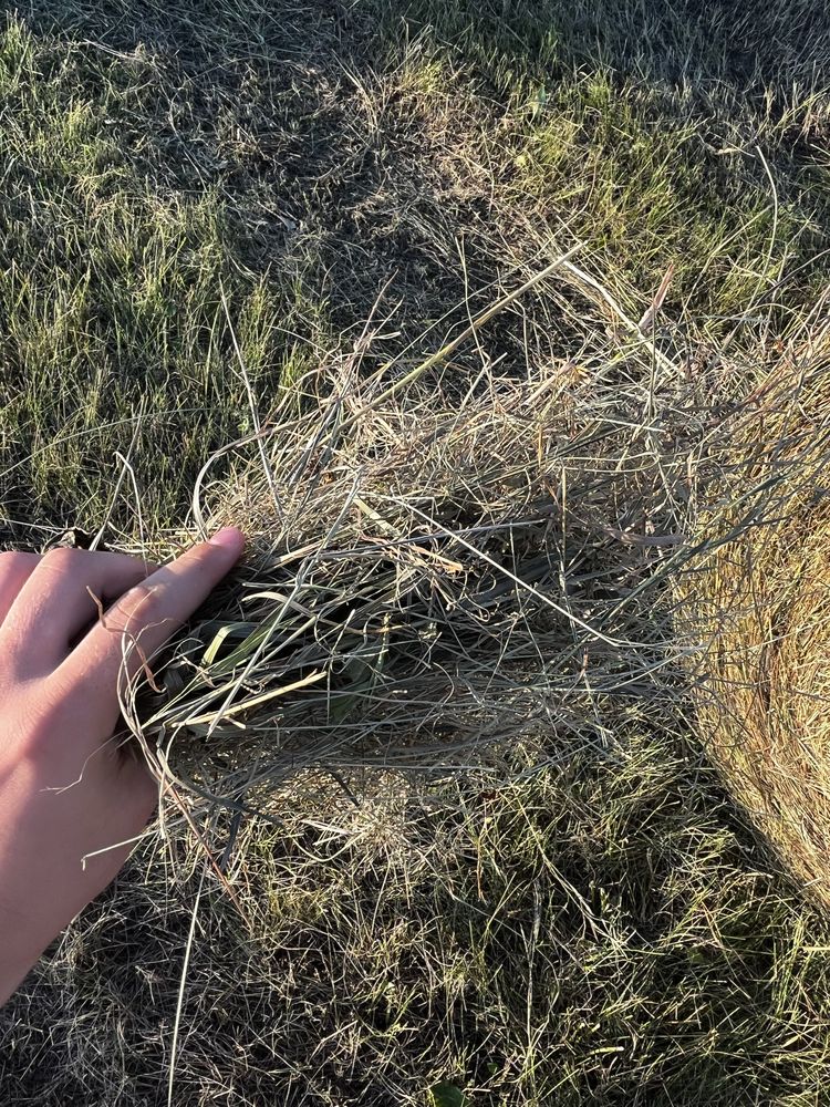 Продам сено в тюках