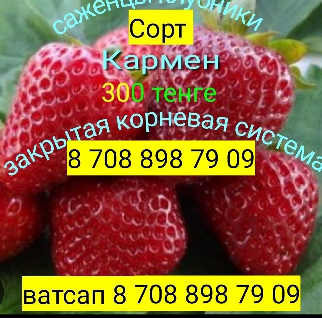Саженцы клубники 30 разных сортов