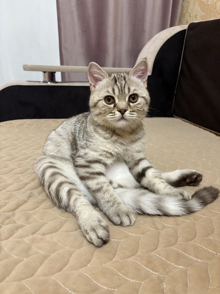 Продается котенок