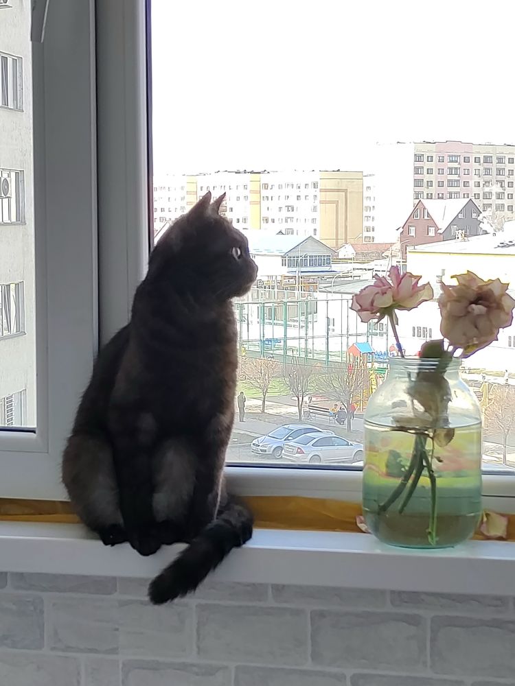Отлаем кошку в добрые руки