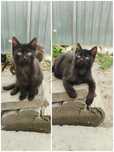 Котята в хорошие руки