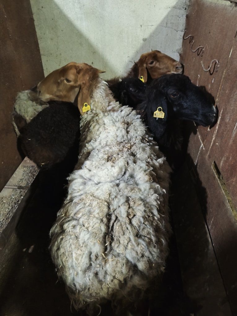 Продам домашних баранух