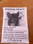 украли собаку чихуахуа