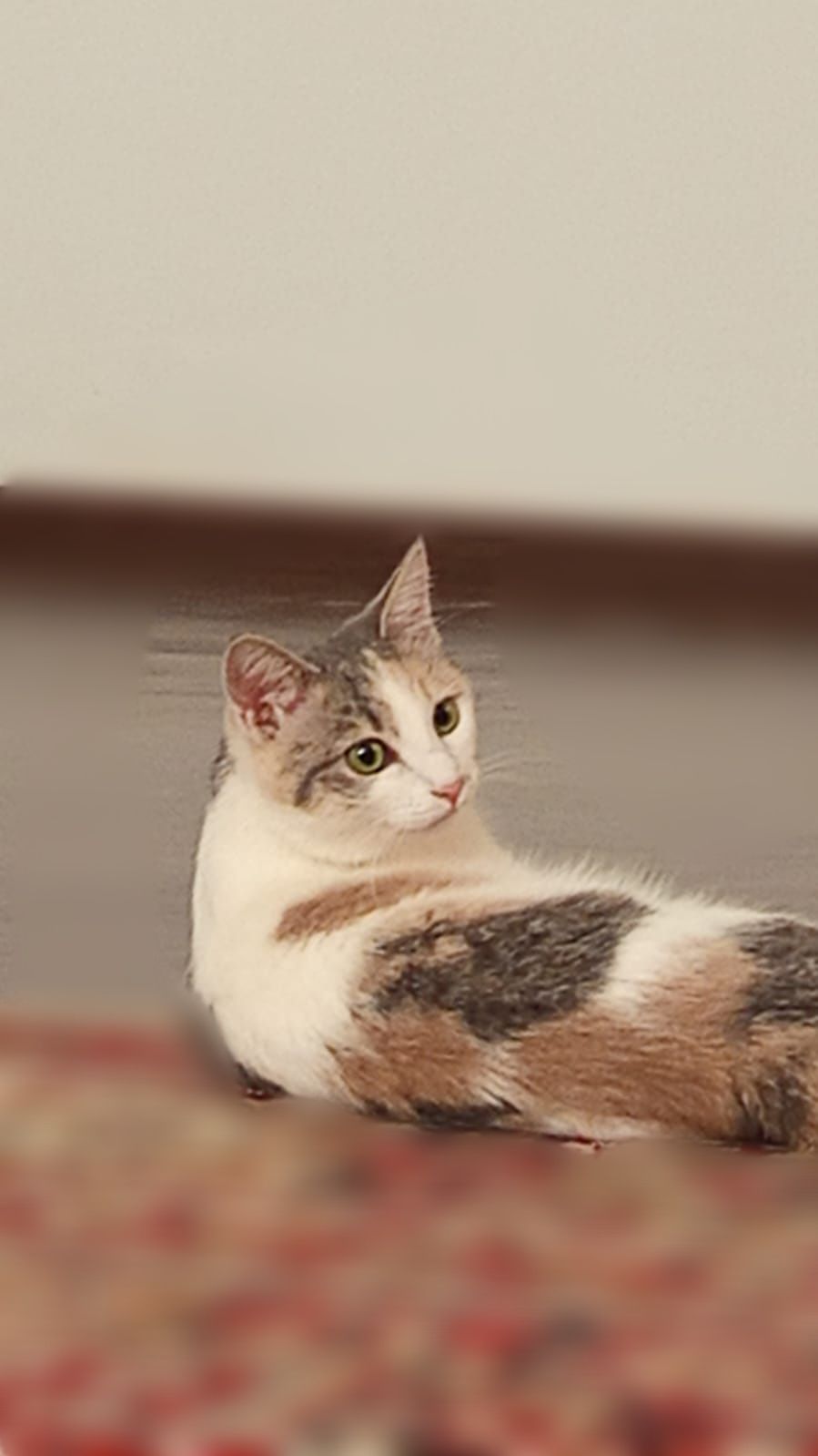 Кошка трехцветная