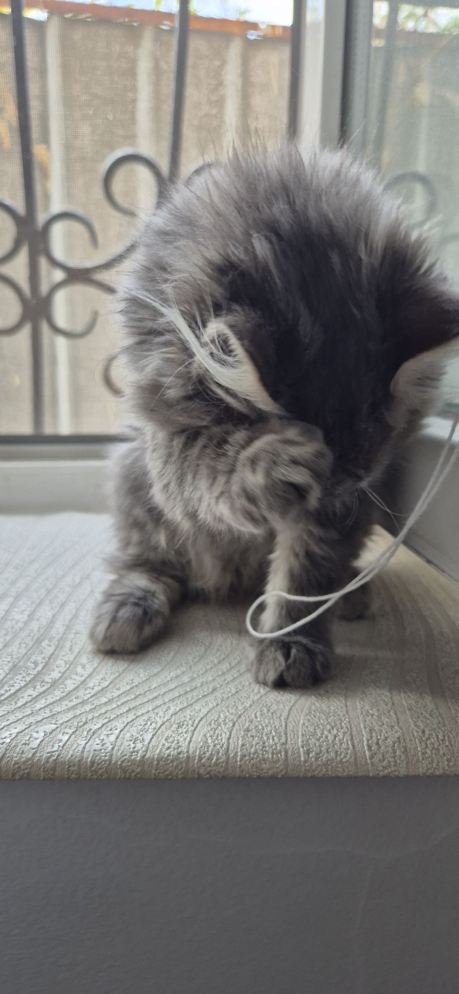 Скоттиш страйт прямоухий