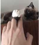 Отдам кошку в добрые руки,в связи с переездом,приучина на лоток,