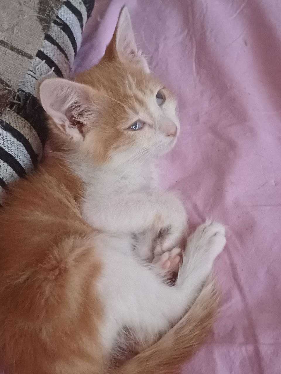 Котята в добрые любящие руки