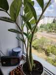 Продам Замиокулькас Долларовое дерево