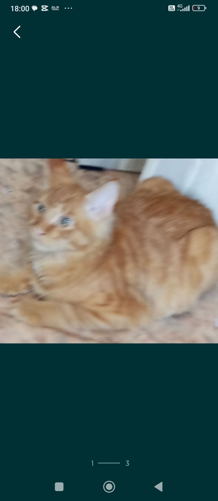 Пропал кот Мей кун