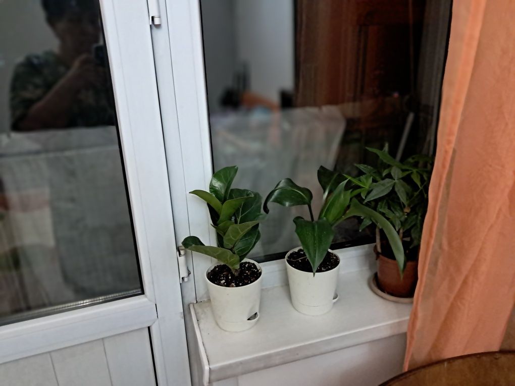 Продам цветы разные