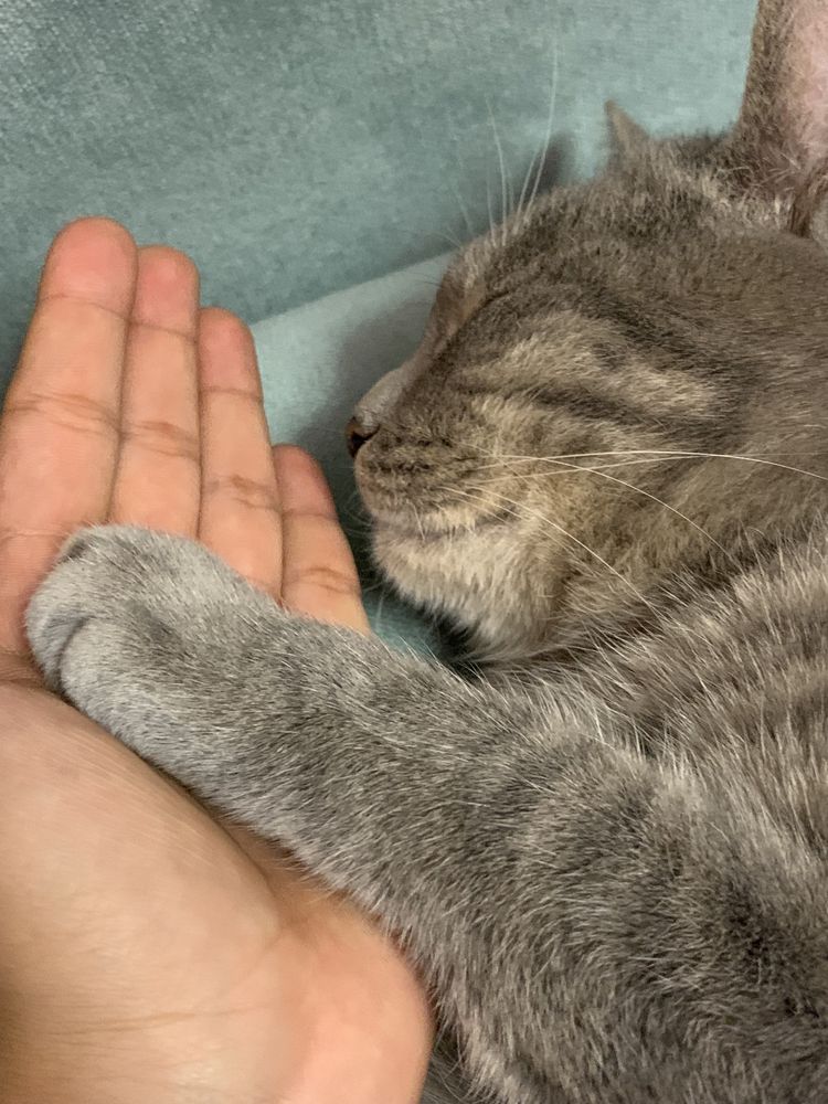 Ищу кота!!