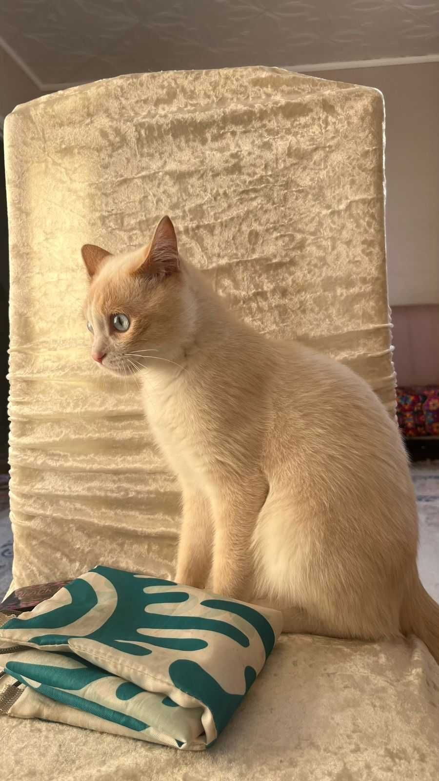 Молодой кот. Ищем дом!