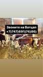Б’ычки Телята Голштын Лимузин Акбас