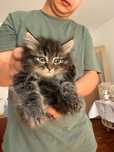 Мейн Кун котёнок девочка