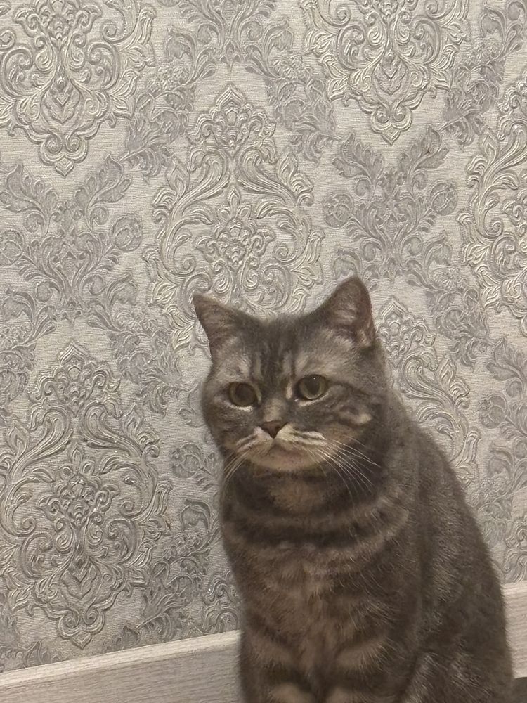 Кошка британская