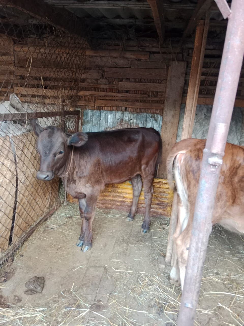 Продам телят 6 и 5 месяцев и коров