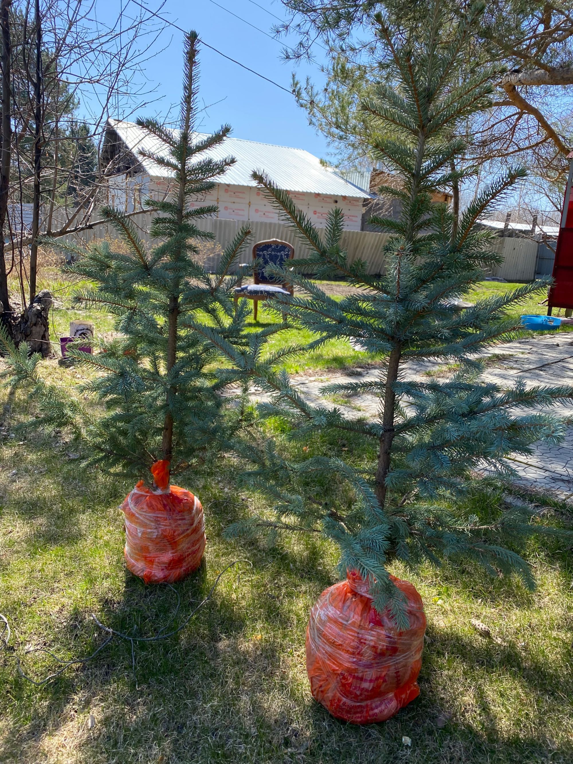 Саженцы хвойных и лиственных