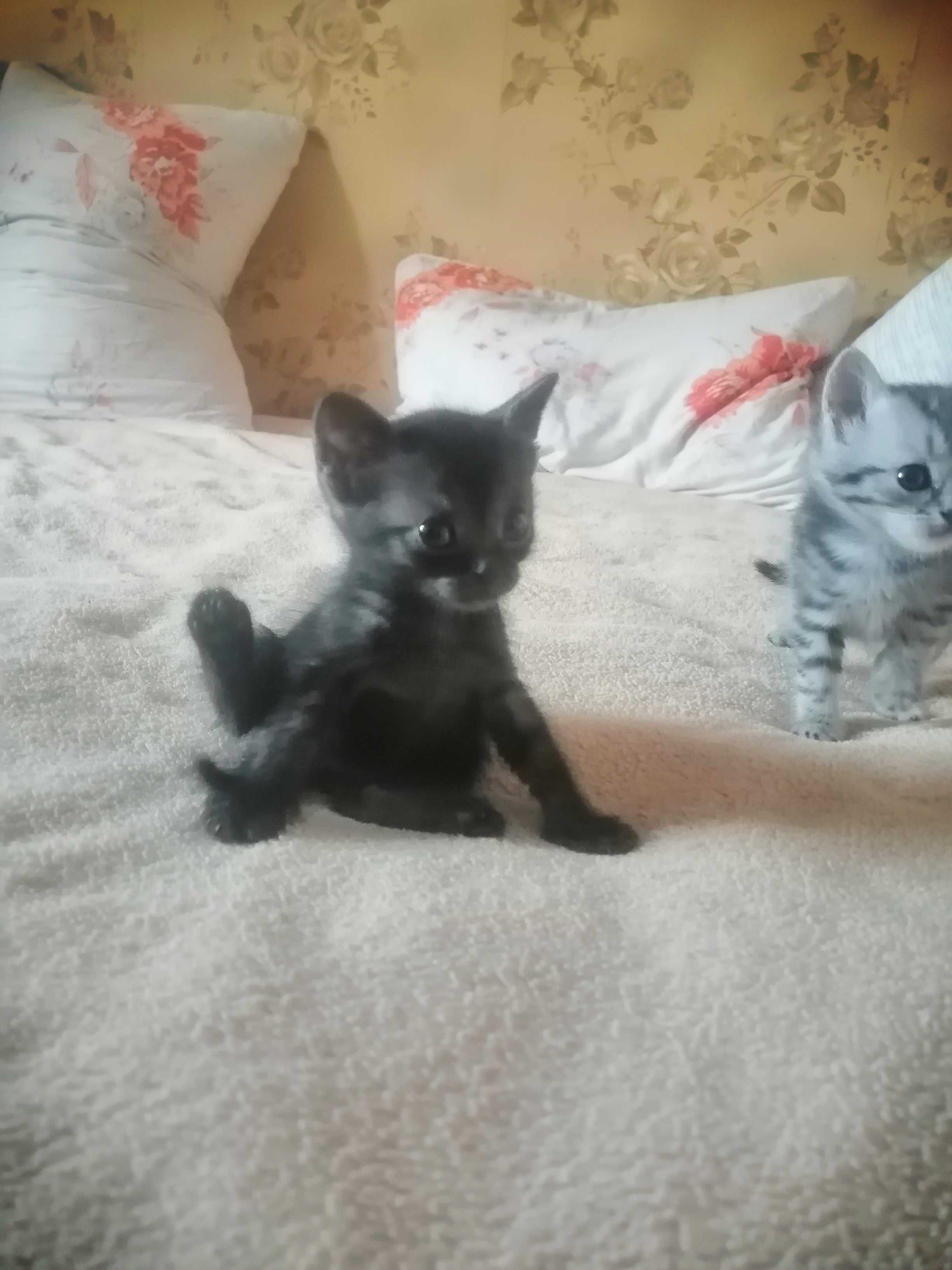 Отдам котят  в добрые руки