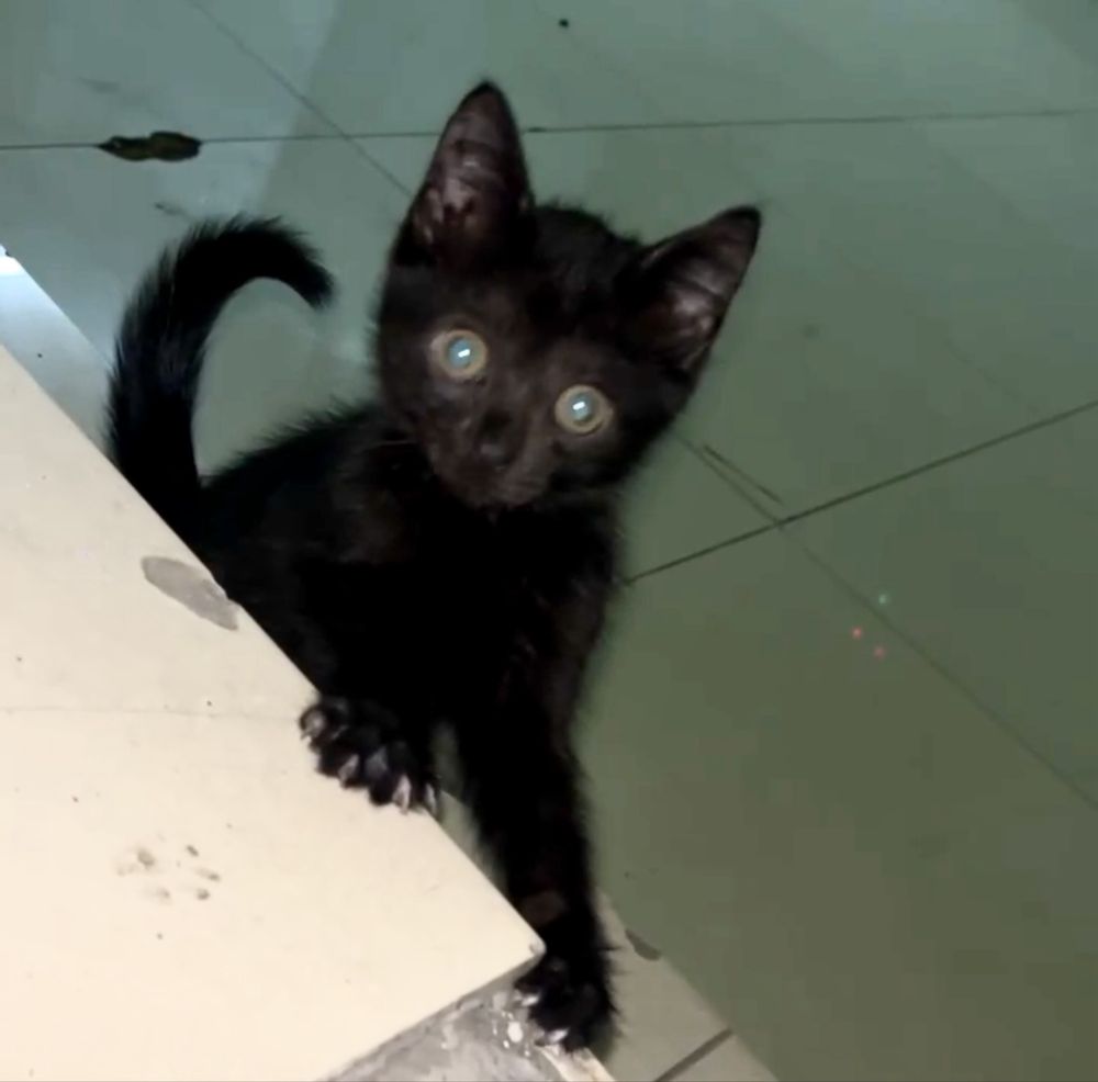 Чисто черный котенок ищет любящую семью