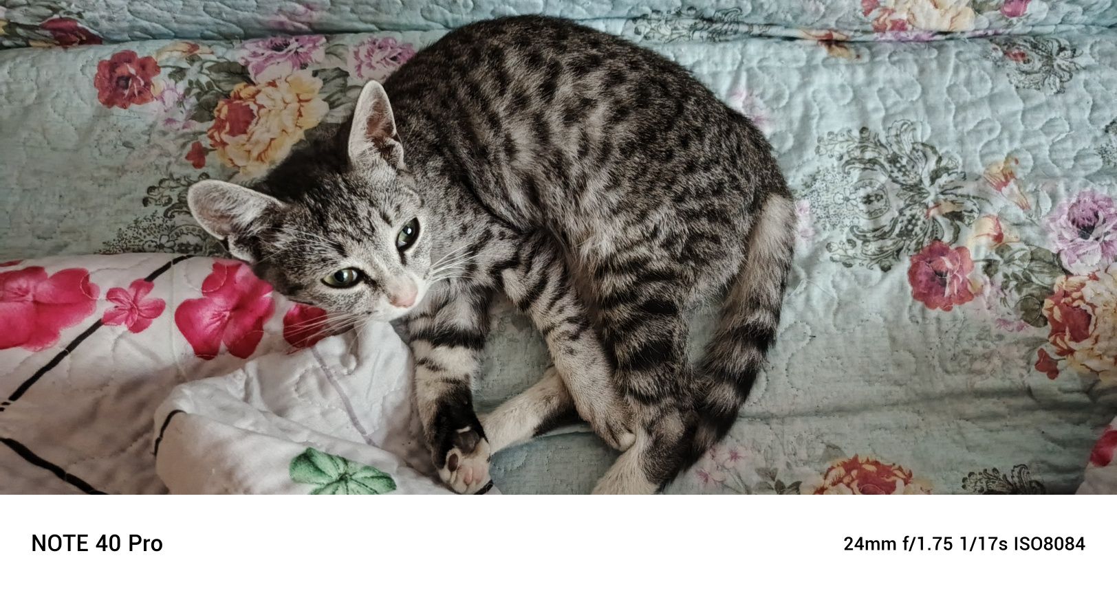 Отдам котенка-подростка